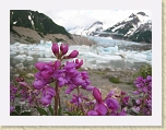 Alaska 710 * Wildflowers before Walker Glacier * Wildflowers before Walker Glacier * 3072 x 2304 * (1.36MB)